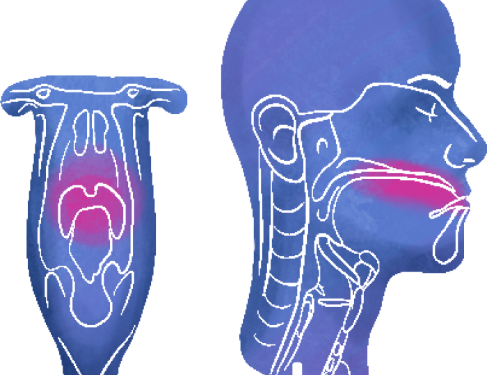 forrás: Magyar Fej-Nyaki Onkológiai Társaság